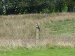 FZ023688 Buzzard (Buteo buteo) on pole.jpg